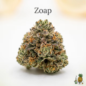 zoap-11-most-popular-2026